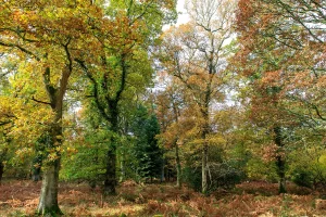 Fageda d'en Jordà